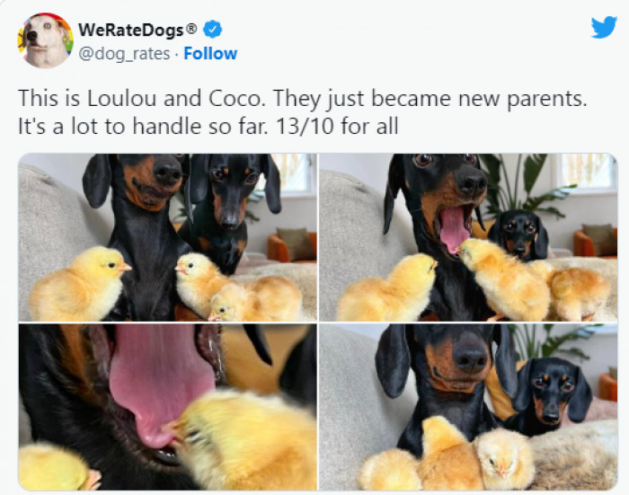 8. Loulou and Coco got in over their heads...