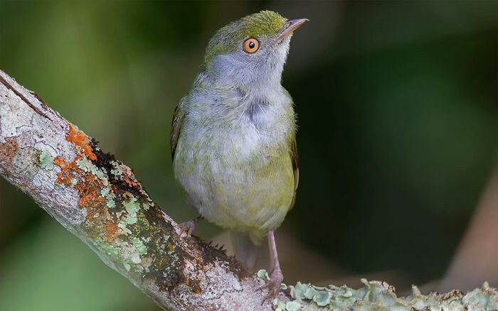 Pin-Tailed Manakin