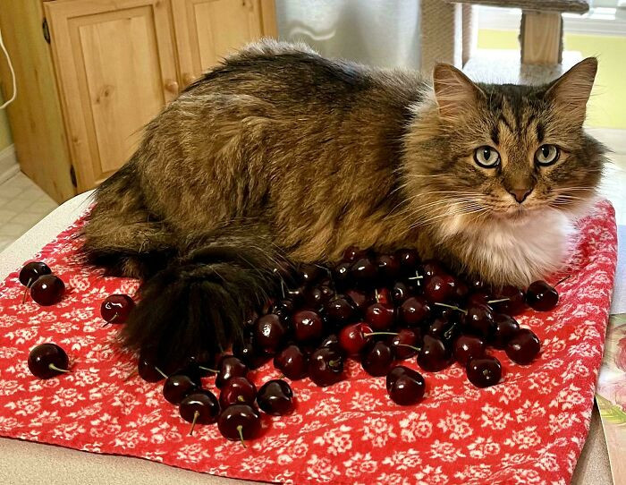 "Sat On Washed Cherries"