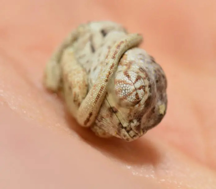 I mean, how adorable is this little chameleon, all rolled up as if it's still in the egg?