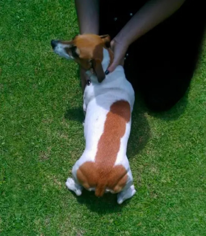 7. Say Hello to Weiner Dog