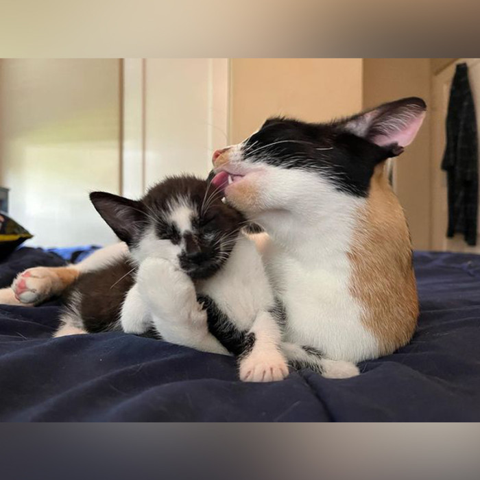 Mama Chorizo licks Cabrales