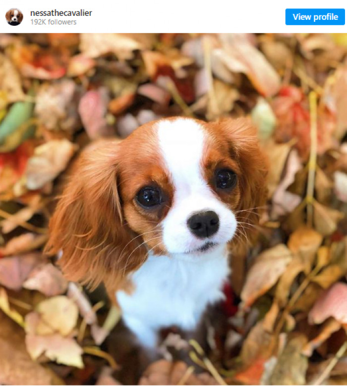 3. Nessa, who agrees with the universe that autumn is the most beautiful season.