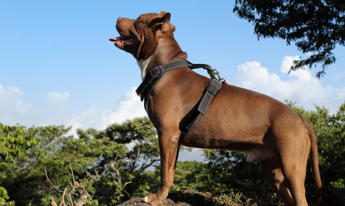Guard Dog Names