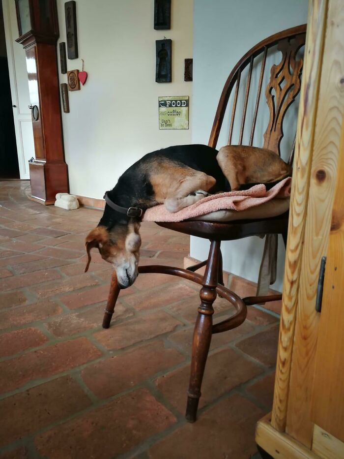 "Fritzi Loves To Sleep In Weird Positions"