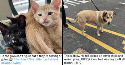 25 Viral Tweets Of Pet Owners Sharing The Most Amusing Moments Of Their Cats And Dogs