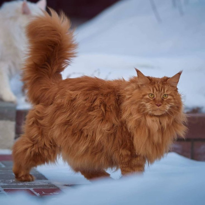 Do orange Maine Coons have a special personality?
