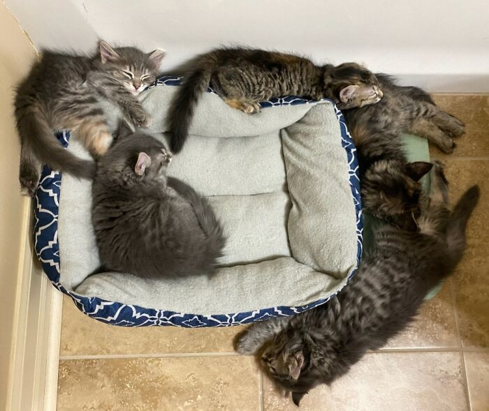 "Of 5 Kittens, Only One Has Figured Out How To Use The Bed"