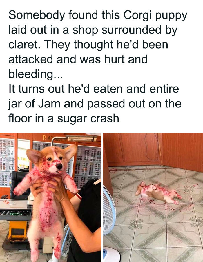 20. Corgi’s eating jam