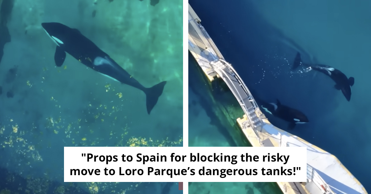 Heartbreaking Video Captures Two Orcas Stuck In Empty Marine Park Months After Shutdown