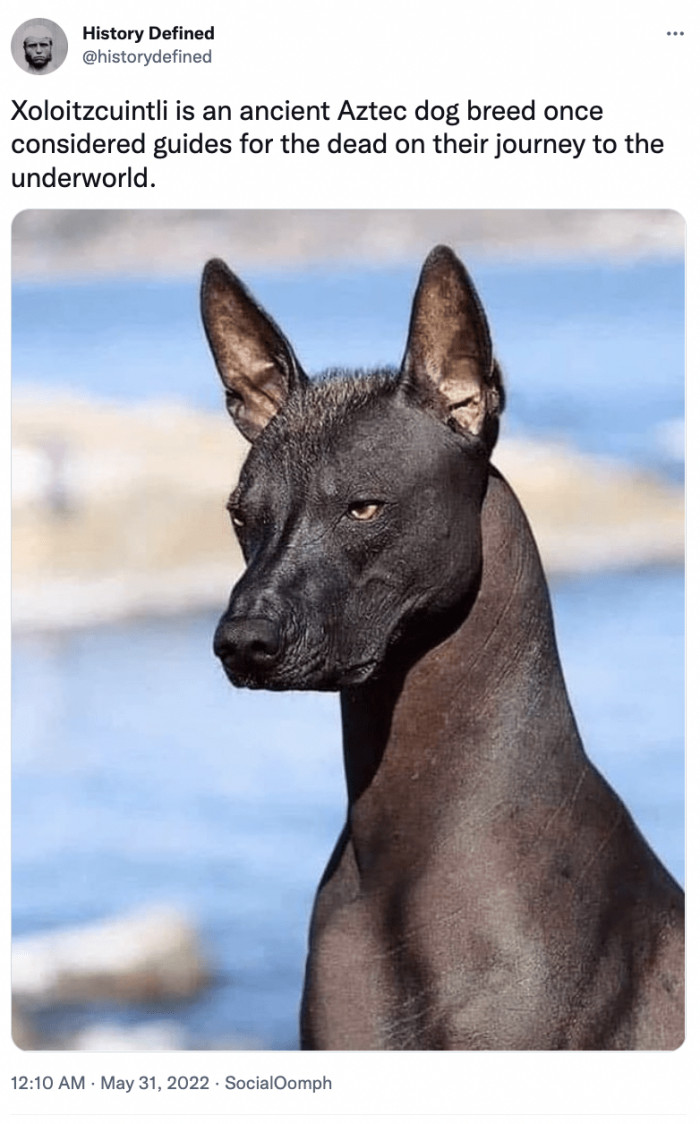 10. Yet another proof of how special dogs are.