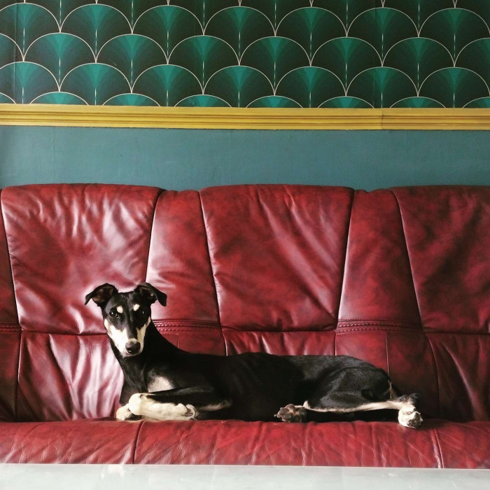 “Emily is doing really well and has almost completely settled in now,” her owner says.