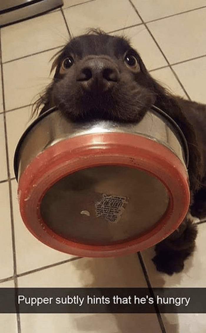 11. That is how you know that it's mealtime for this little guy right here.