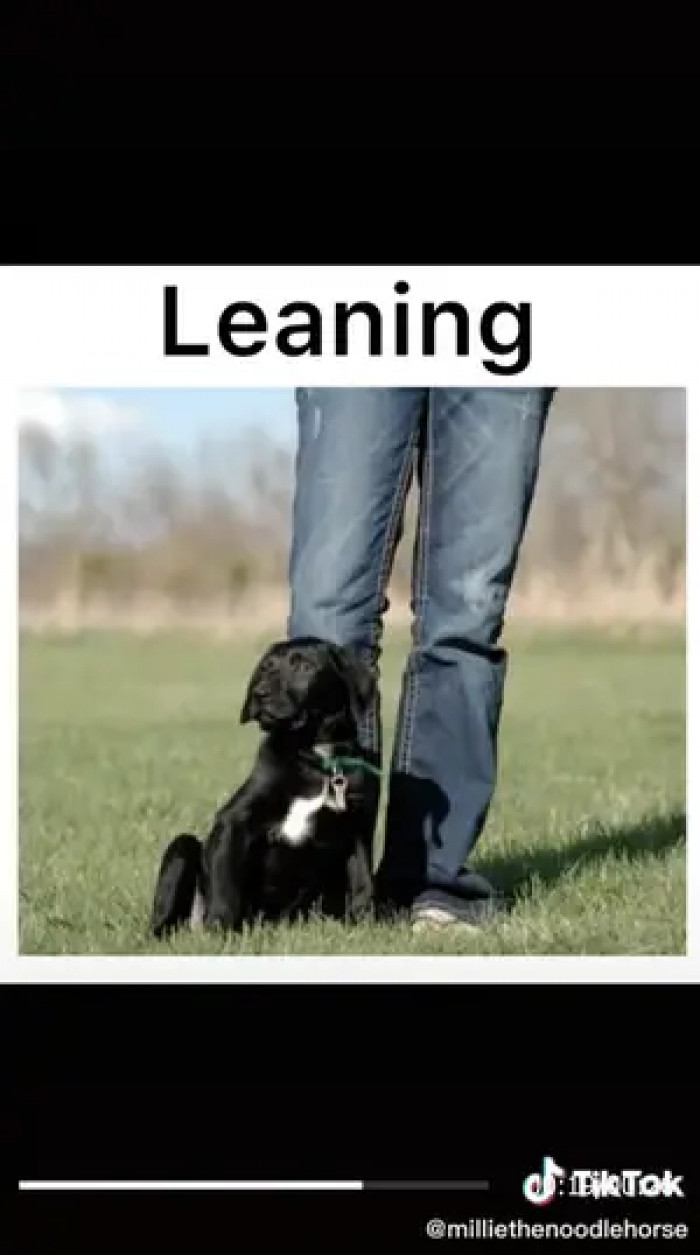 Dogs might not be the biggest fans of hugs,