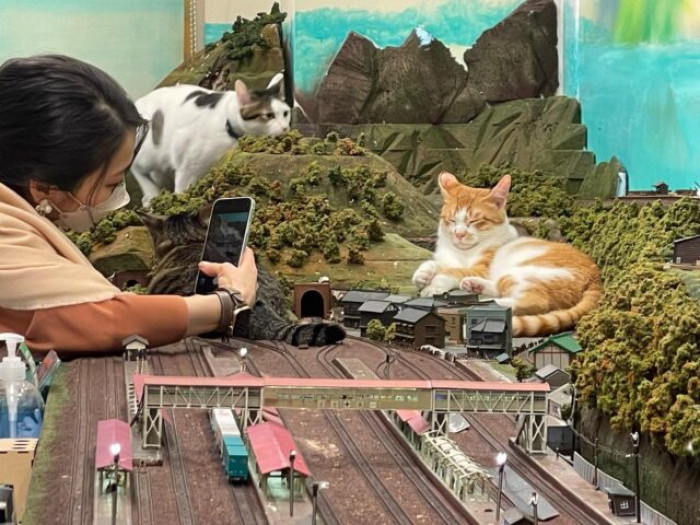 The fourteen cats of Daiorama Restaurant are some of the happiest cats