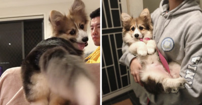 This Is Panda, The Cutest Corgi In The World