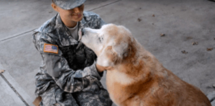 Meet Buddy, the 13-year-old golden retriever who couldn't keep it together when he saw his best friend after 3 months
