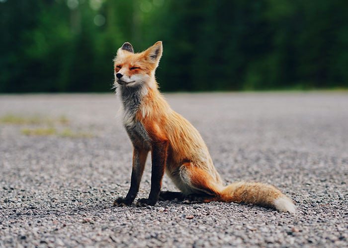 8. Foxes