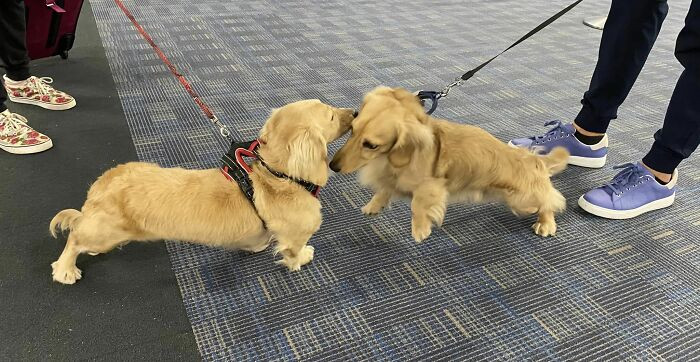 43. Spotted At Dulles Airport Yesterday—first One Butterscotch Long-Haired Dachshund, And Then About A Minute Later, Another One Came Along. “Are They Brothers?” I Asked. “No!” Said One Of The Owners. “We’re Strangers!” What An Adorable Coincidence!