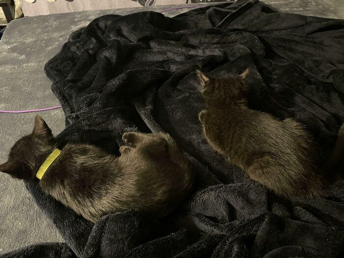 44. "Went to adopt one kitten and came home with two baby voids! They’re siblings, and I didn’t want to split them up."