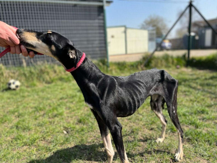 Emily was brought to RSPCA's Danaher Animal Home in a horrible condition