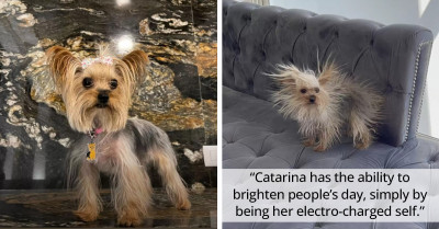 The Moment This Little Superhero Pup Displays Her Electric Powers Will Leave You Shocked And All Smiles