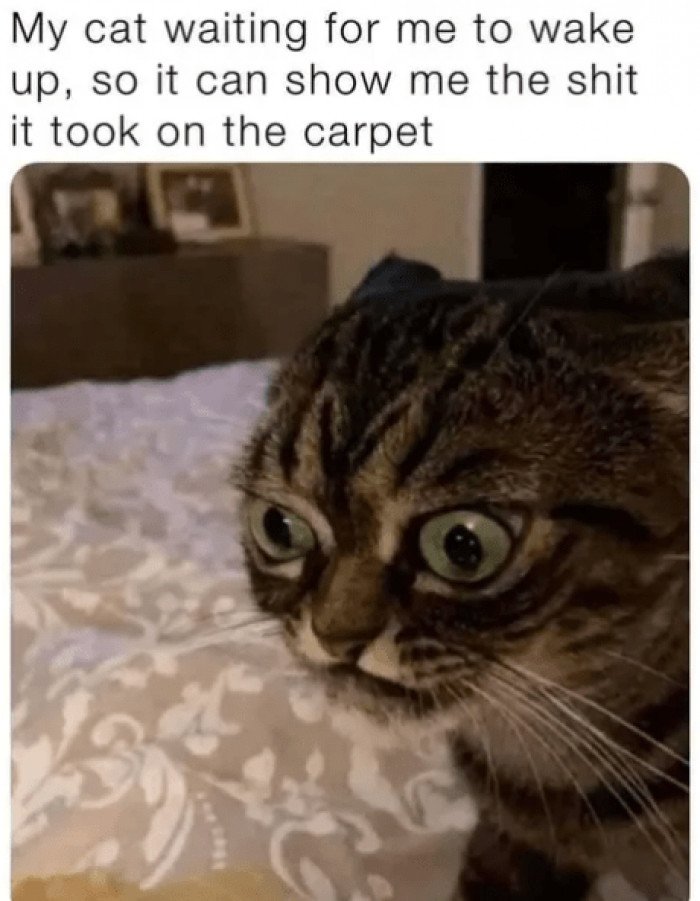 13. Hey hooman, you're not going to believe what I just saw...