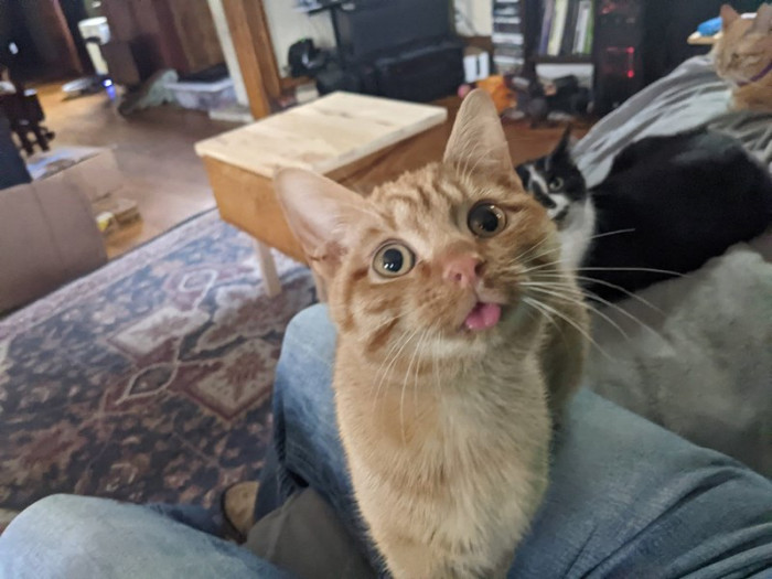 Taking him to a dental specialist for a CT scan