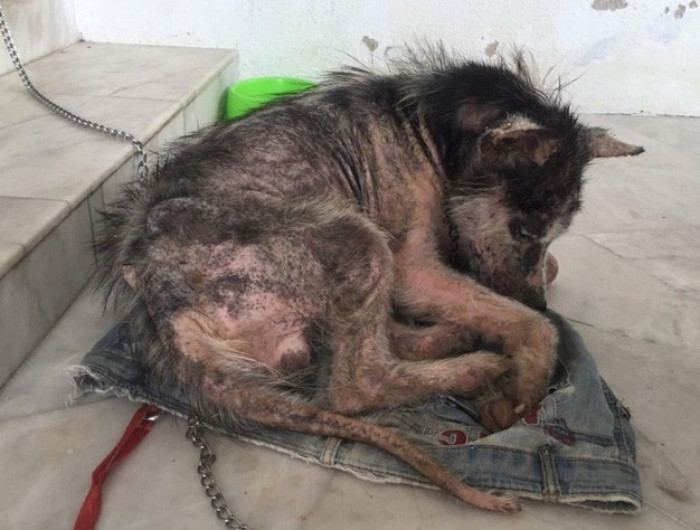 He was underweight and sick