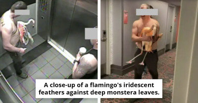 Tourist detained for reportedly taking a flamingo in Las Vegas, now confronting significant legal issues.