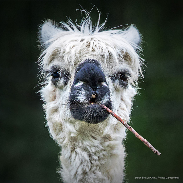 5. "Smokin' Alpaca" by Stefan Brusius