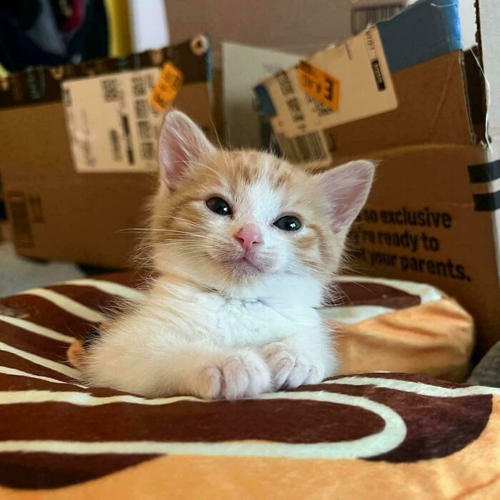 49. The smug little face of someone who just discovered cardboard boxes are free real estate.