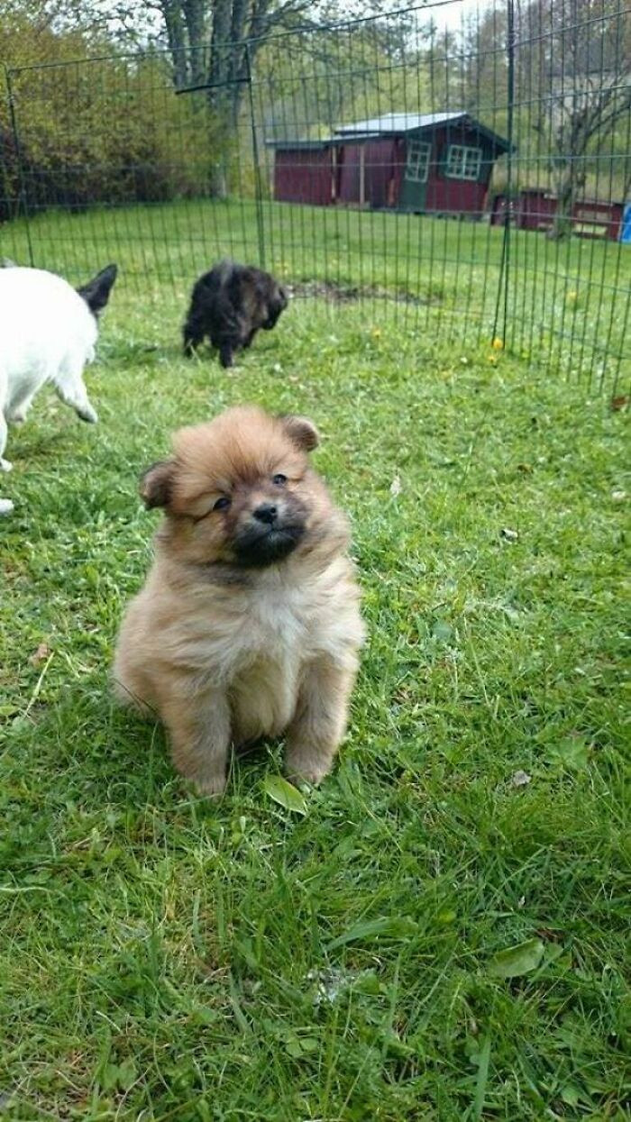 27. "Photo I found from the day I adopted my puppy."