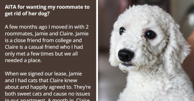 Redditor Wants Her Roommate's Dog Gone Because She Is Tired Of Cleaning After It And Its Owner’s Complete Lack Of Responsibility