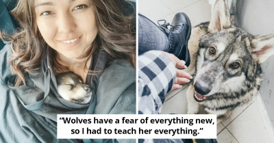 Little Wolf Pup Finds Happiness With A Human Family After Being Rejected By Her Mom Shortly After Birth
