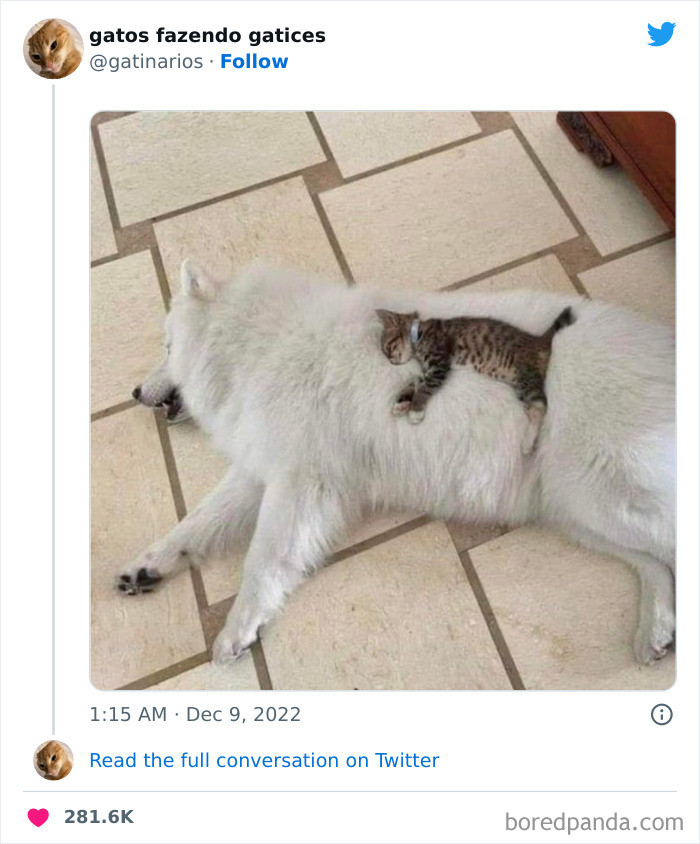 Cat lounging as if training humans, caption mentions playing and batmeow