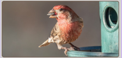 20 Common Backyard Birds in the United States and How to Identify Them