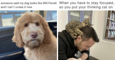 Cats and Dogs Are Excellent at Cracking Us Up, and These 20 Posts Are the Proof