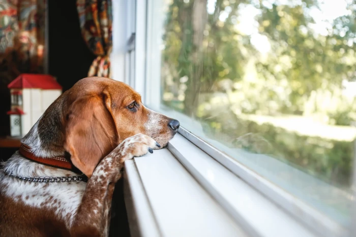 Veterinarian and pet owner comforting a beloved dog during end-of-life care