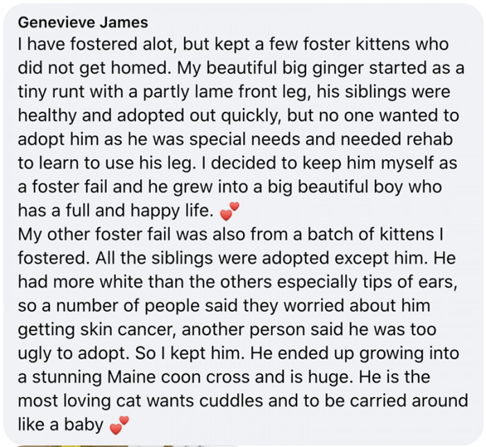 1. My beautiful big ginger cat and one who has more white than others