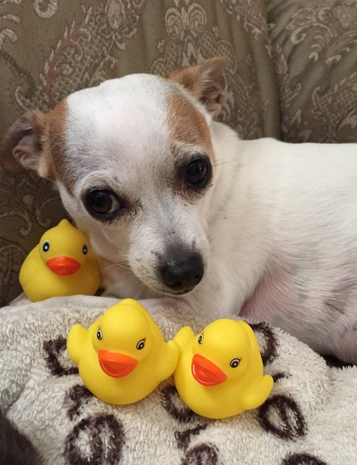 5. "Honestly, Louie prefers rubber duckies."
