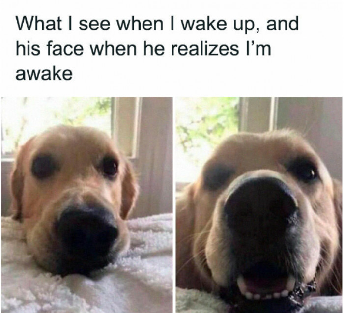 11. The smile this dog owner sees first thing in the morning.