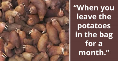 Redditor Shares Their Horrifying Discovery About How Walruses Can Literally Suck The Flesh Off Their Prey