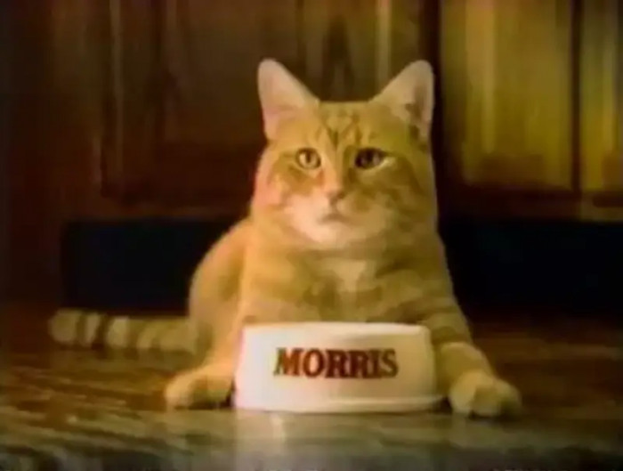 42. Morris the cat from the 9Lives cat food commercials