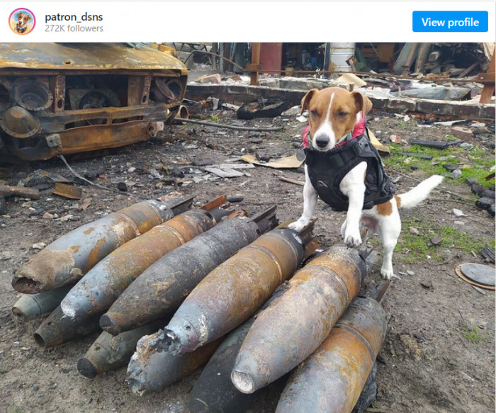 Patron is a 2-year-old Jack Russell terrier, and he is a hero. He is a bomb-sniffing dog whose nose has literally been saving lives.