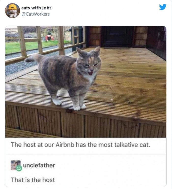 17. Get it right next time because the cat is the host, by the look of things