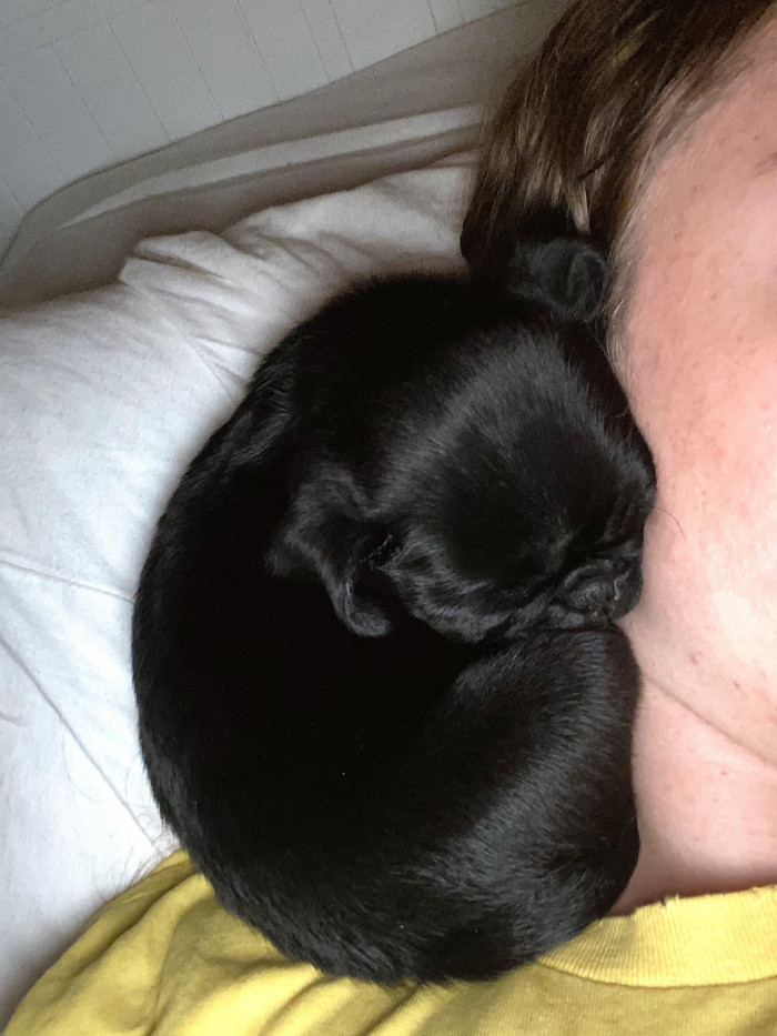 2. "Now that I live alone, I decided to get a pug to keep me company. I'd say I just made the best decision of my life!"