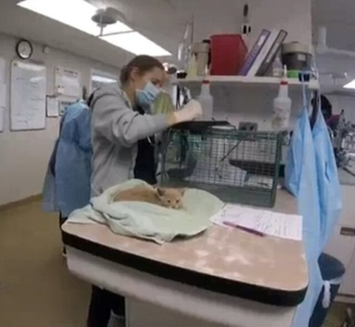 The vets found several health issues, but they are all treatable. Soon, the kitten will be ready for adoption