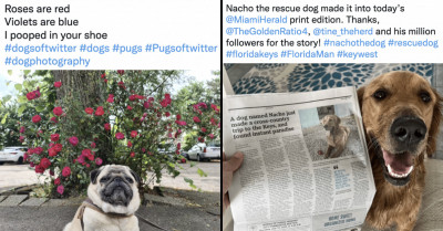 Tweets About Dogs That Will Melt Your Heart