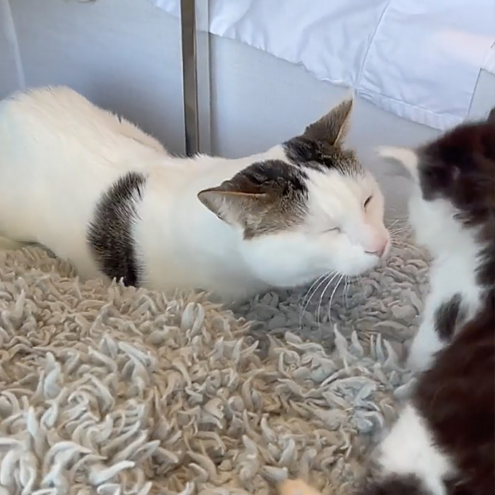 And it was about time for them to meet the infamous Kangaroo Cat.